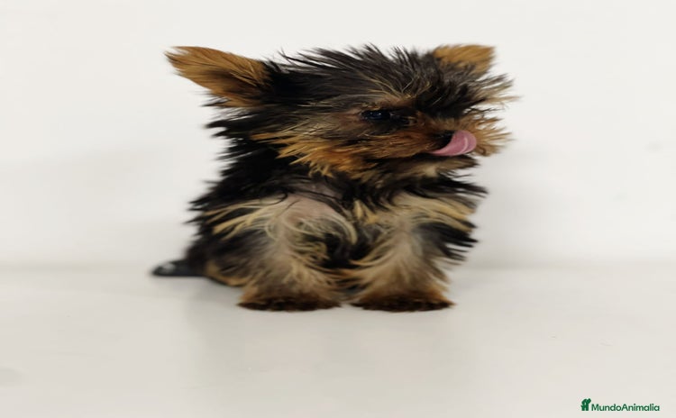 Yorkshire Terrier perros - Anuncio 3