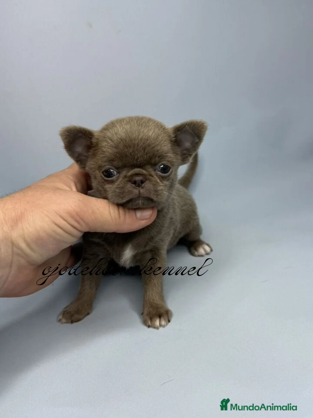 Chihuahua perros en venta: ‼️PRECIOSA CAMADA DE CHIHUAHUAS TAMAÑO MINI - Anuncio 1