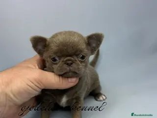 Chihuahua perros ‼️PRECIOSA CAMADA DE CHIHUAHUAS TAMAÑO MINI - Anuncio 9