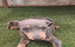 Pinscher Miniatura perros en venta: Mini-pinscher blue Macho  - Imagen 6