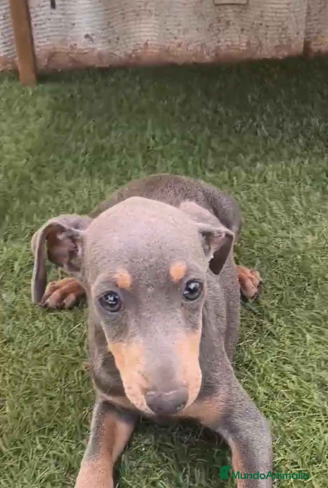 Pinscher Miniatura perros en venta: Mini-pinscher blue Macho  - Imagen 6