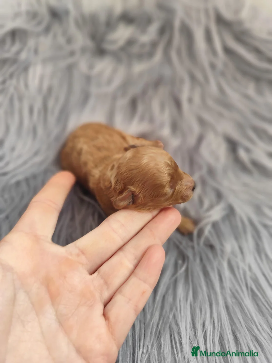 Caniche Toy perros en venta: Caniche tácita de te  - Anuncio 9