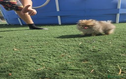 Pomerania perros en venta: Lulu de pomerania miniatura  - Imagen 6