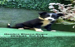 Border Collie perros en venta: Border Collie - Imagen 38