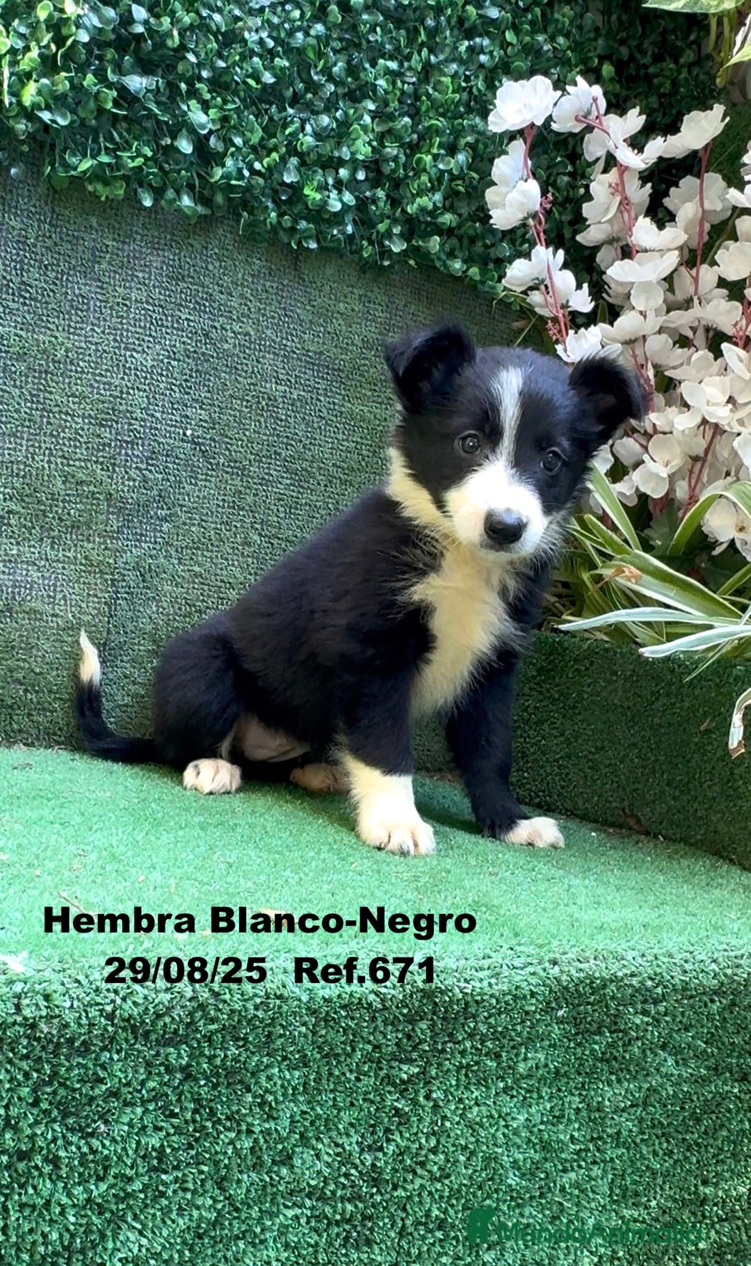 Border Collie perros en venta: Border Collie - Imagen 38