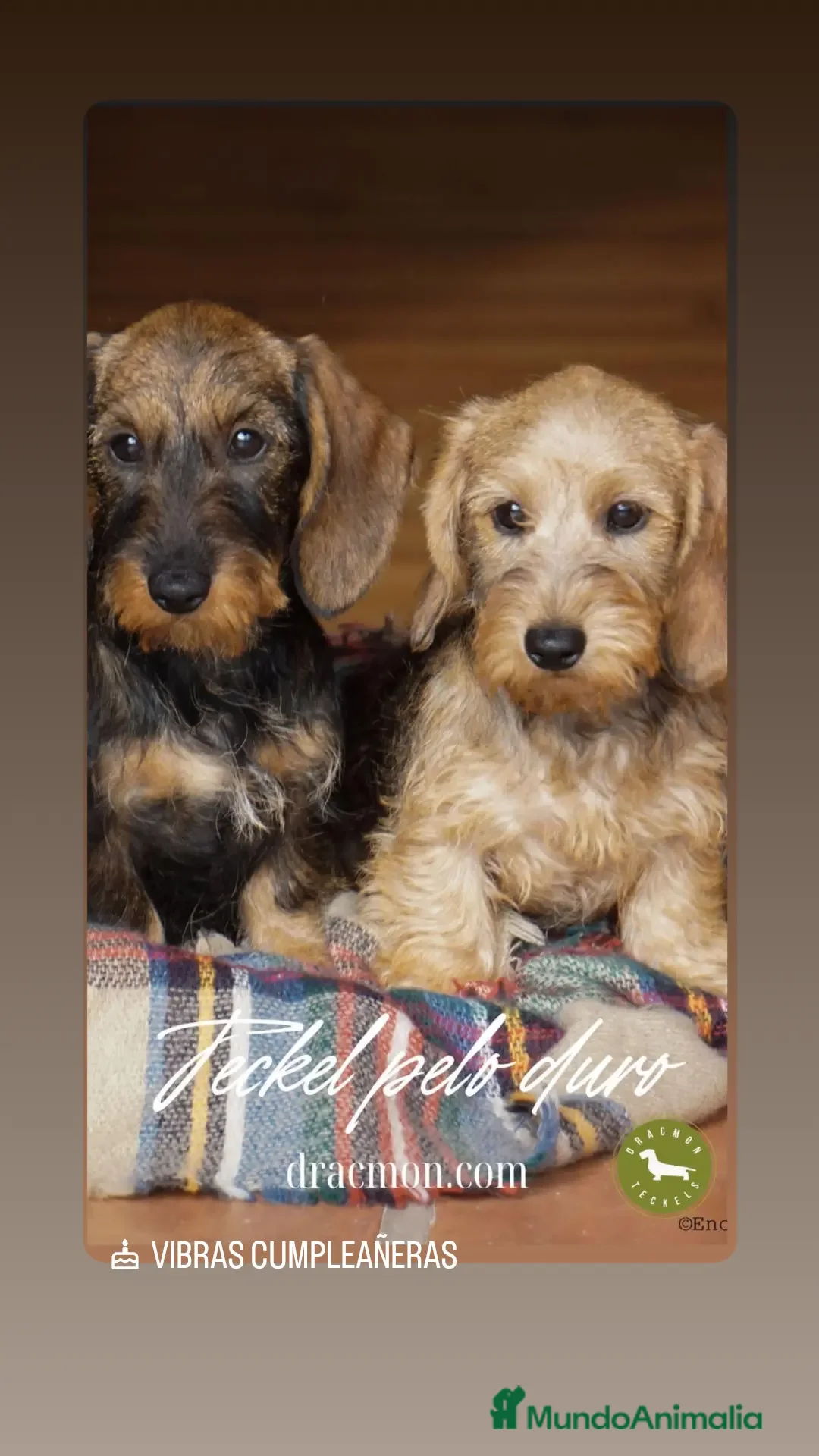 Imagen de galería {{count}}