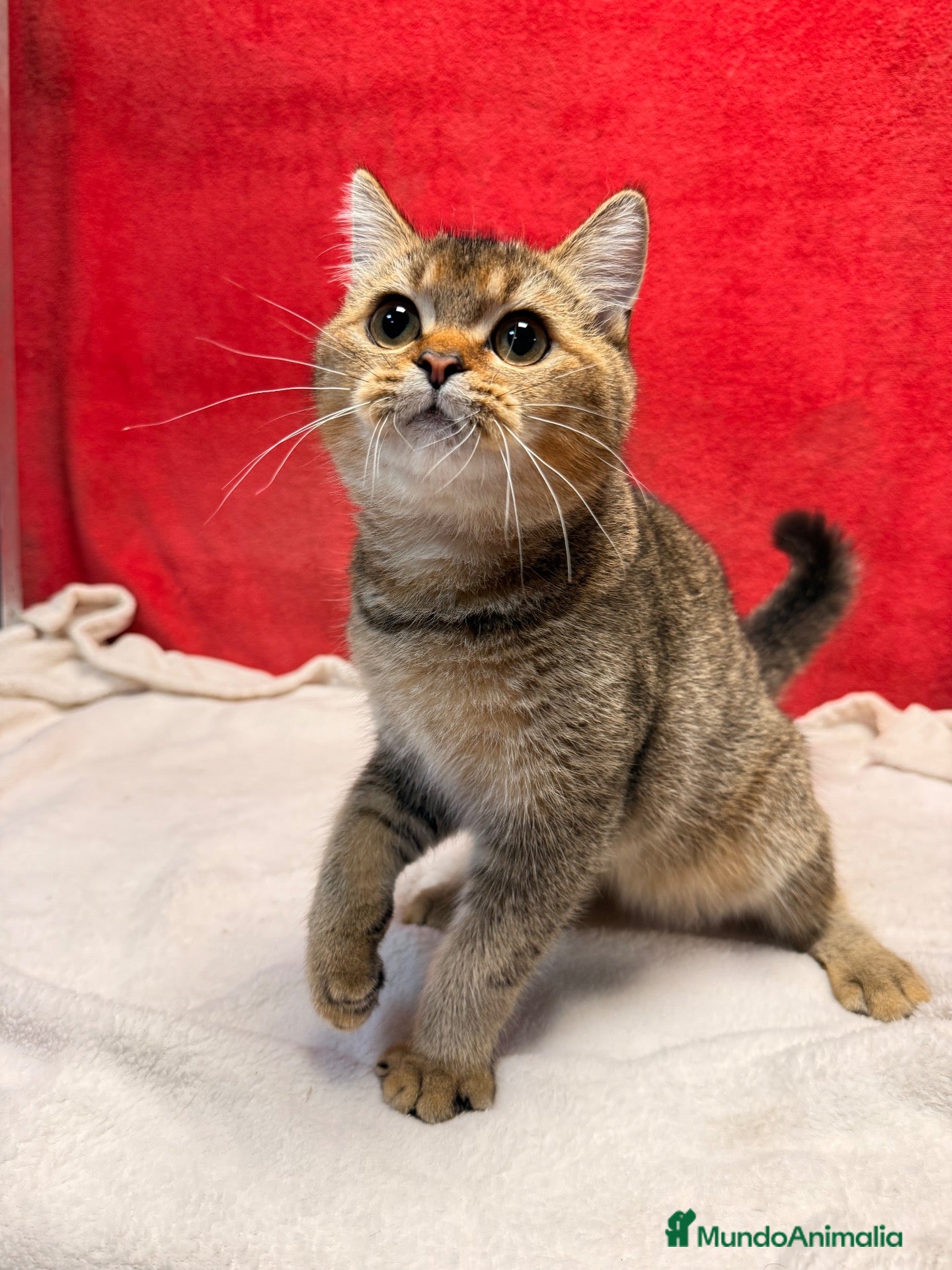 Británico de Pelo Corto gatos Monísimo British Golden Tabby Negro  - Anuncio 2