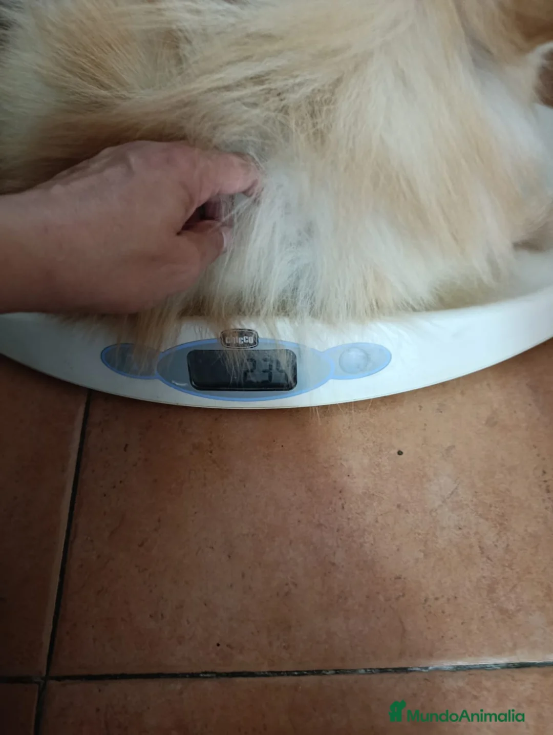 Pomerania perros en venta: Machito de pomerania americano - Anuncio 4