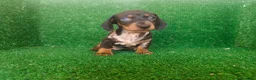 Teckel Miniatura perros en venta: Teckel miniatura  - Anuncio 3