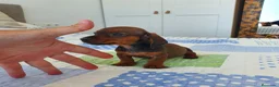 Teckel Miniatura perros en venta: Teckel miniatura  - Anuncio 2