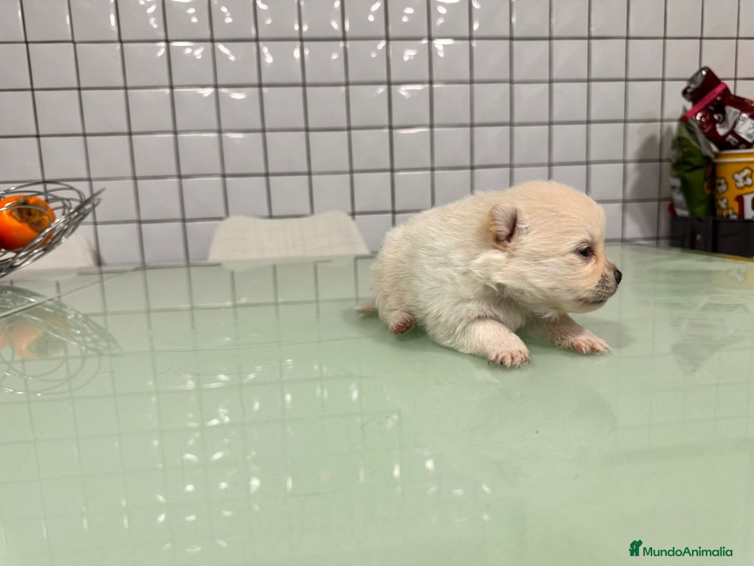 Pomerania perros en venta: Pomerania toy macho crema blanco  - Anuncio 7
