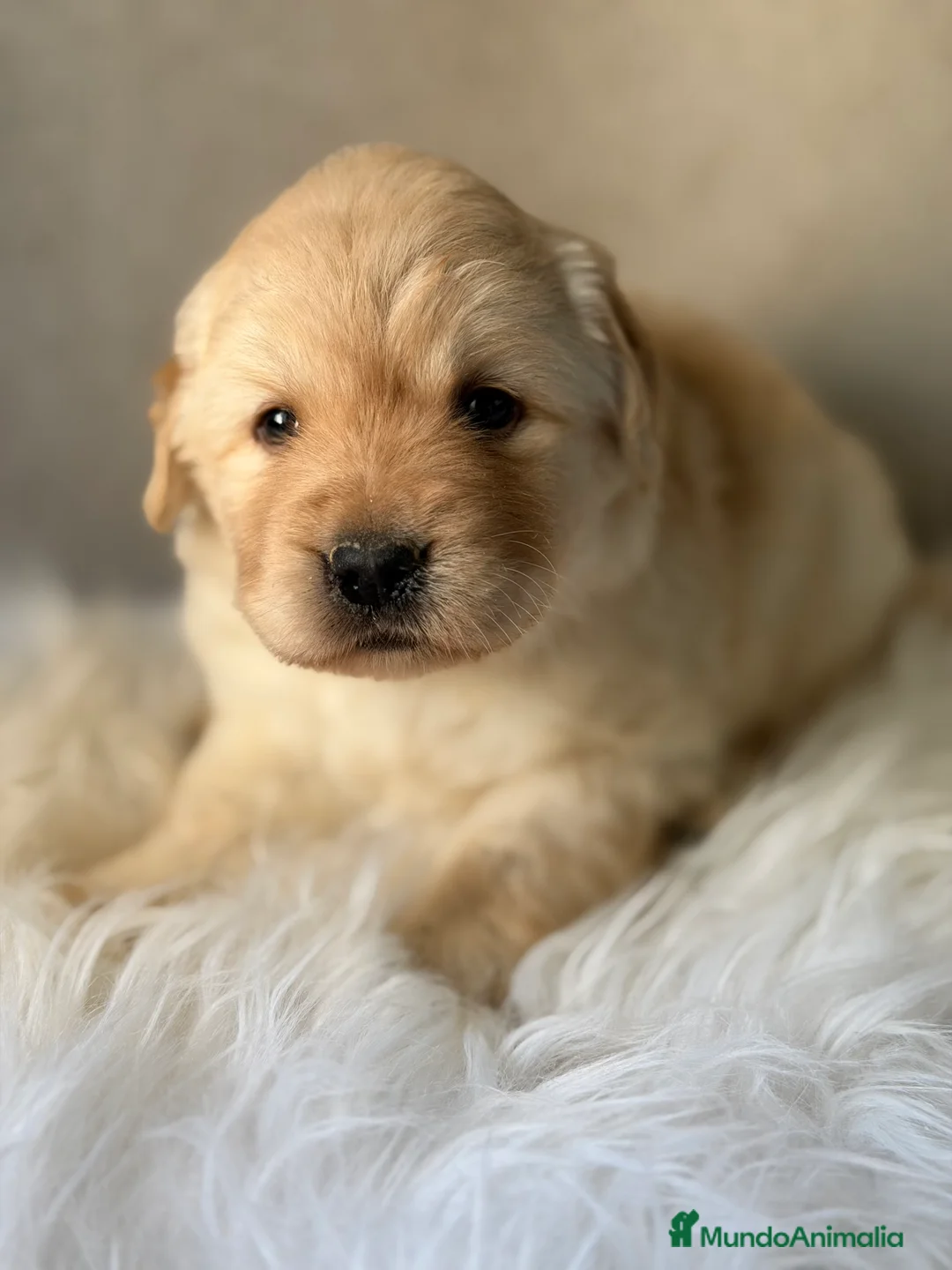 Labrador Retriever perros en venta: Labrador Fluffy  - Anuncio 1