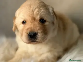 Labrador Retriever perros Labrador Fluffy - Anuncio 1