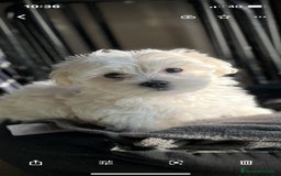 Bichón Maltés perros en venta: preciosos Bichon Maltés - Imagen 8