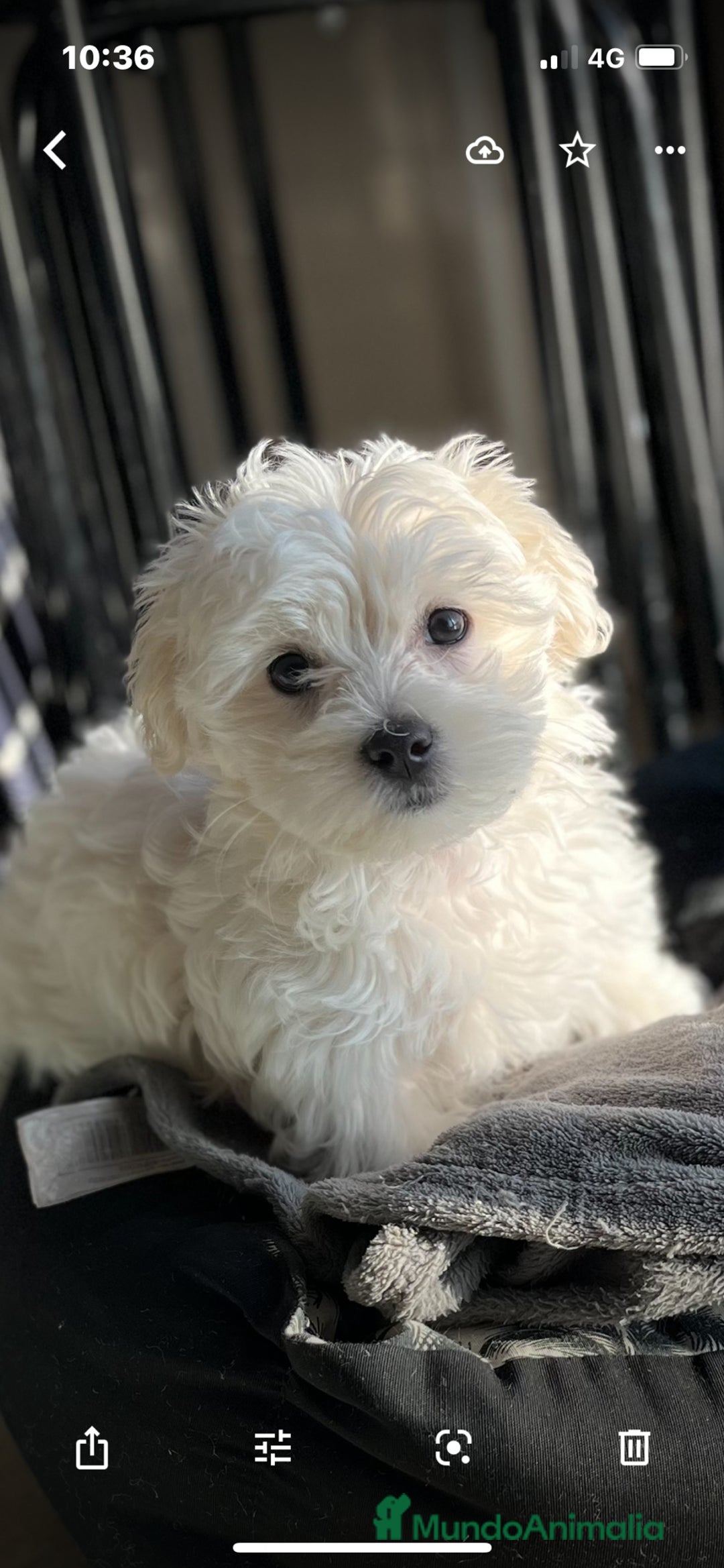 Bichón Maltés perros en venta: preciosos Bichon Maltés - Imagen 8