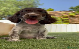 Cocker Spaniel Inglés perros en venta: COCKER SPANIEL RUANO - Imagen 12