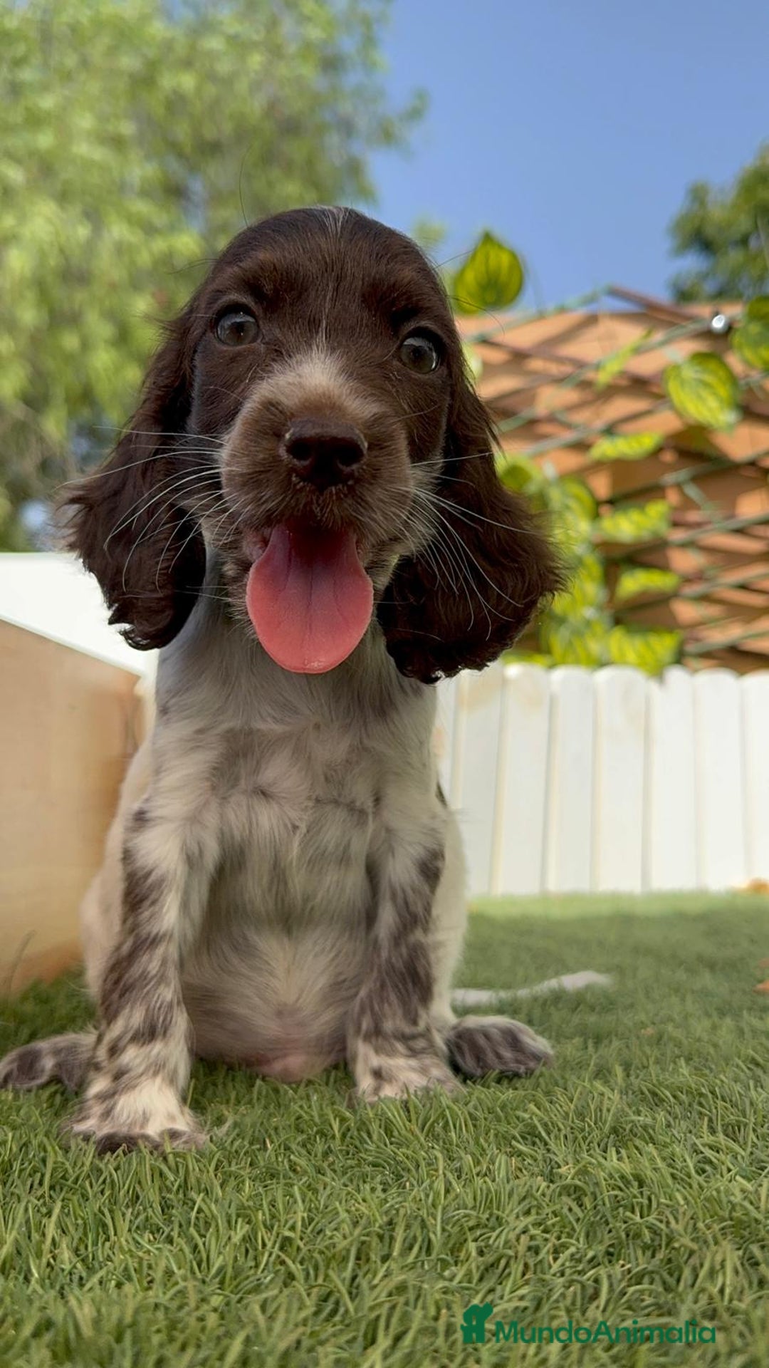 Cocker Spaniel Inglés perros en venta: COCKER SPANIEL RUANO - Imagen 12