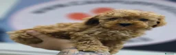 Raza Mixta perros en venta: CANICHE MACHO INIGUALABLES - Anuncio 4