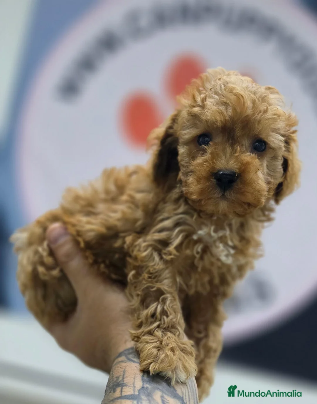 Raza Mixta perros en venta: CANICHE MACHO INIGUALABLES - Anuncio 4