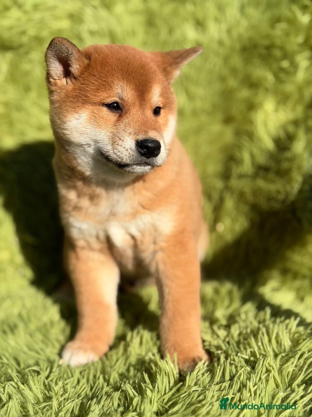 Shiba Inu perros en venta: SHIBA INU ROJO MACHO - Anuncio 4
