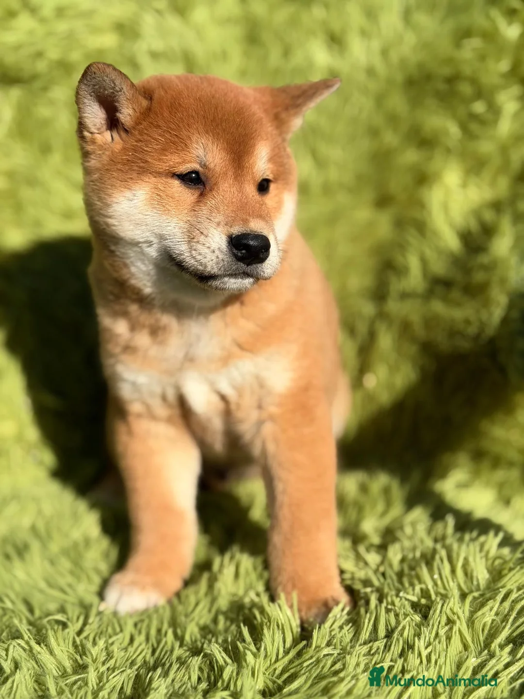 Shiba Inu perros en venta: SHIBA INU ROJO MACHO - Anuncio 4