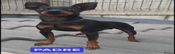 Pinscher Miniatura perros en venta: Cachorros Mini Pincher preciosos - Anuncio 3