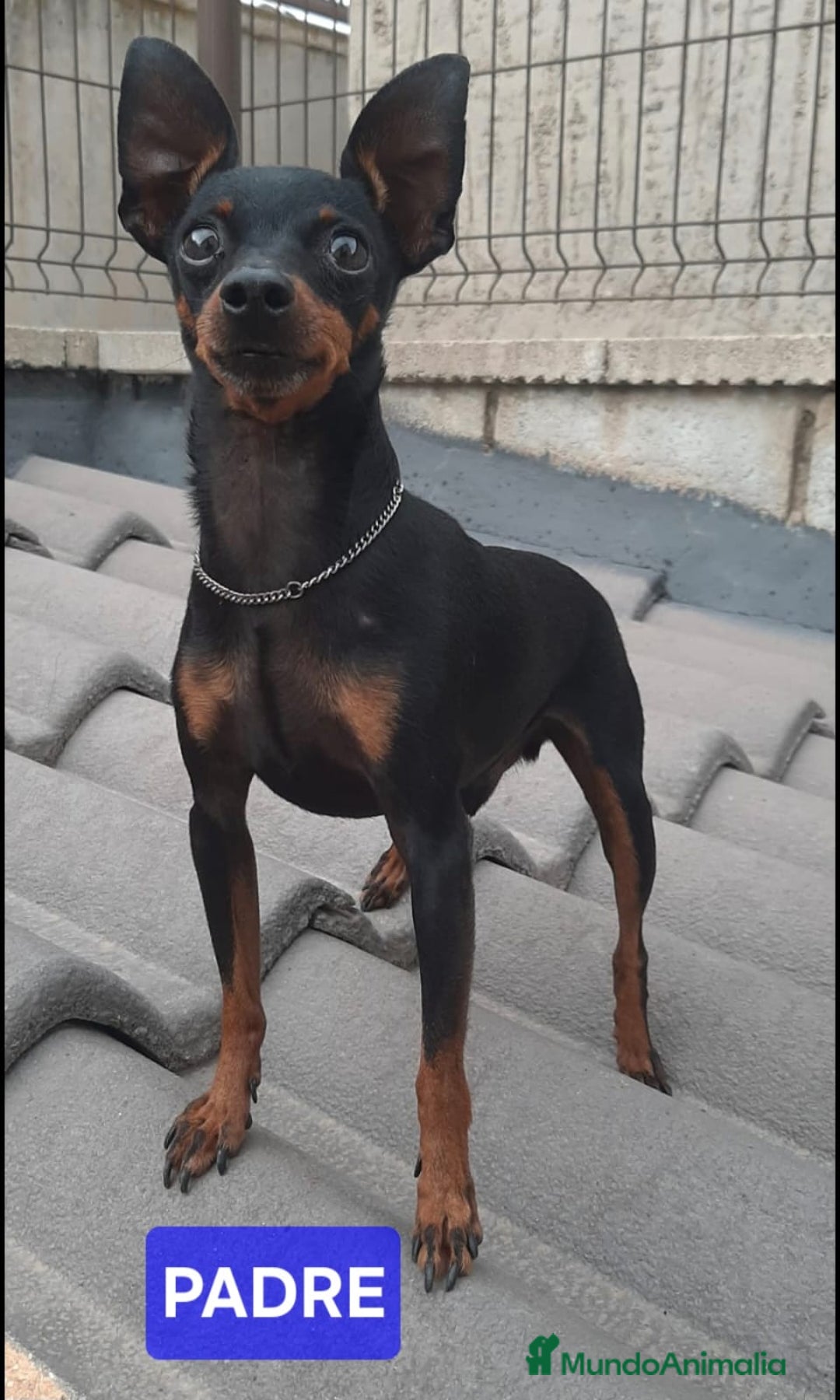 Pinscher Miniatura perros en venta: Cachorros Mini Pincher preciosos - Anuncio 3