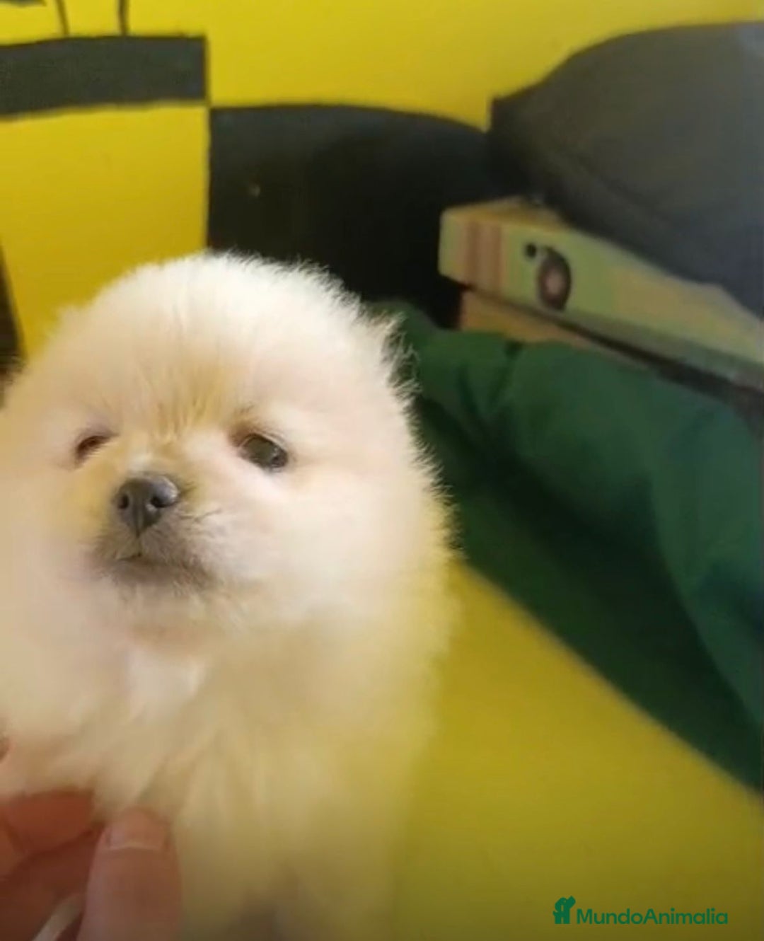 Pomerania perros en venta: Lulu pomerania toy  - Anuncio 20