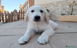 Golden Retriever perros en venta: Golden Retriever  - Imagen 4