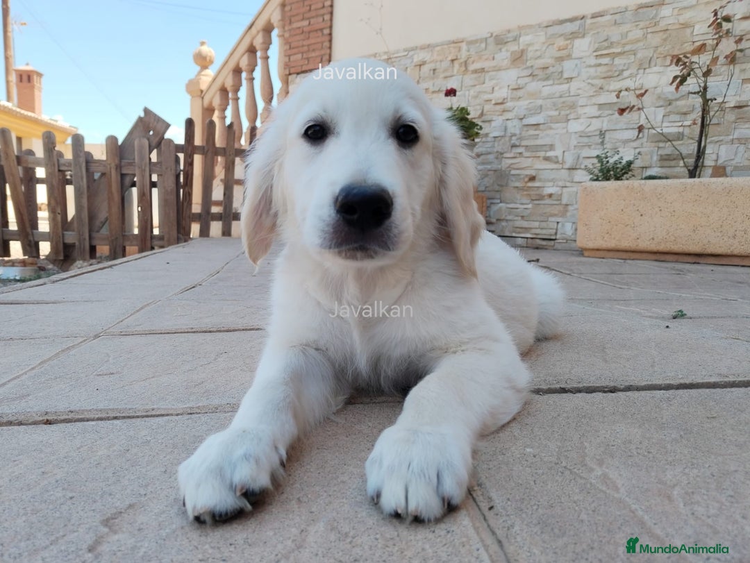 Golden Retriever perros en venta: Golden Retriever  - Imagen 4
