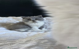 Británico de Pelo Corto gatos en venta: British bicolor azul - Imagen 2