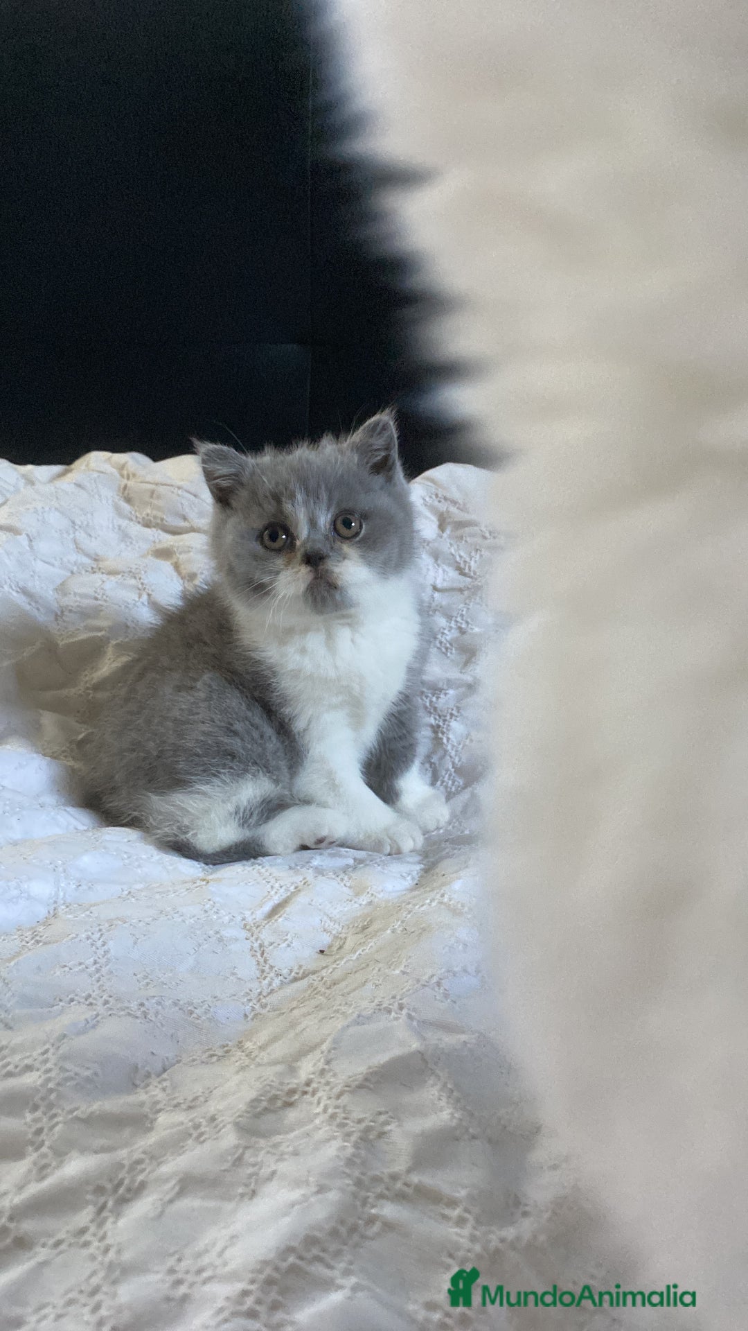 Británico de Pelo Corto gatos en venta: British bicolor azul - Imagen 2