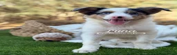 Border Collie perros en venta: BORDER COLLIE MERLE HEMBRA - Anuncio 3