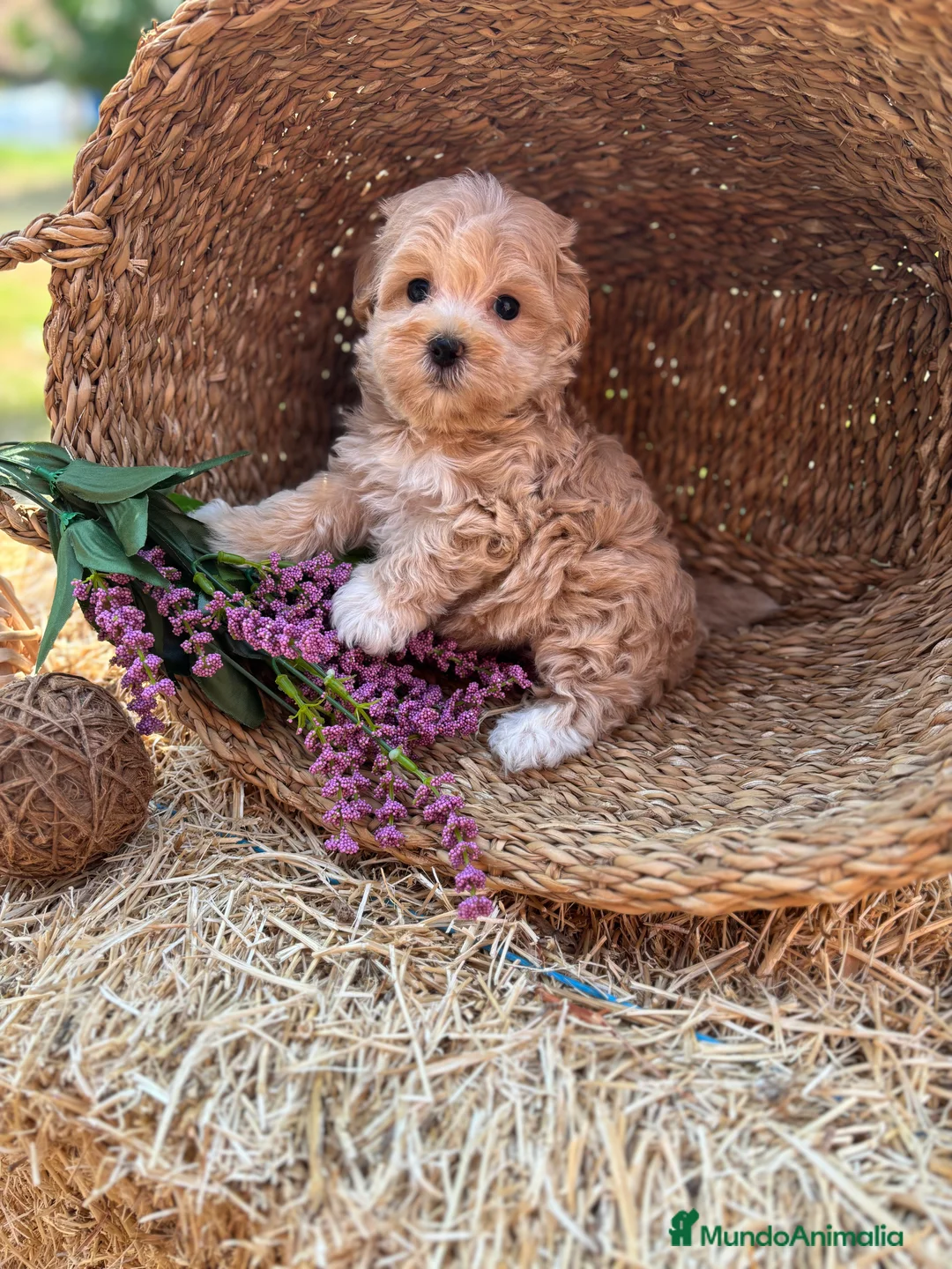 Maltipoo perros en venta: Maltipoo criados con muchísimo cariño!!! - Anuncio 3