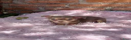 Chihuahua perros en venta: Chihuahuas machos isabelas disponibles - Anuncio 6