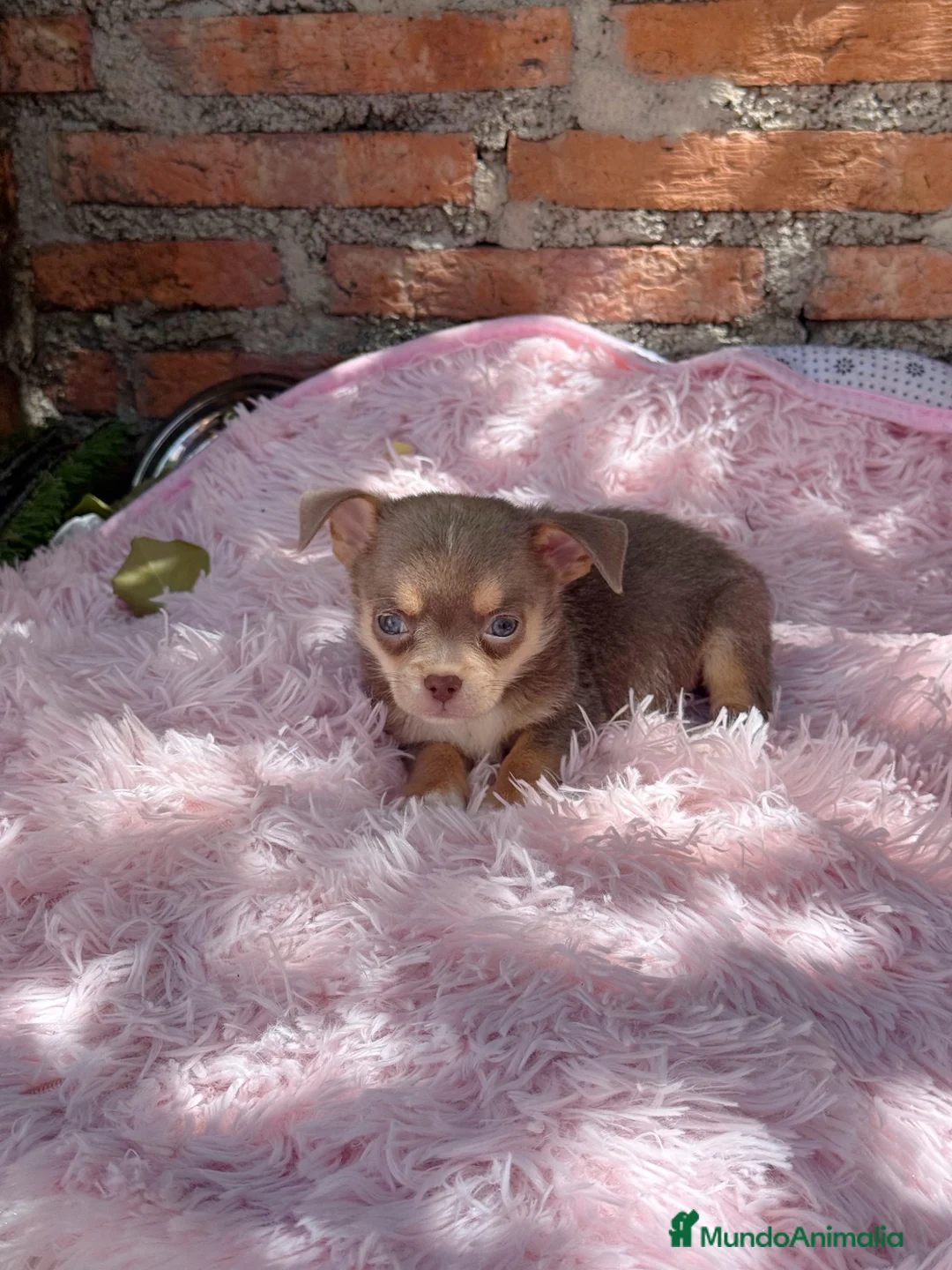 Chihuahua perros en venta: Chihuahuas machos isabelas disponibles - Anuncio 6