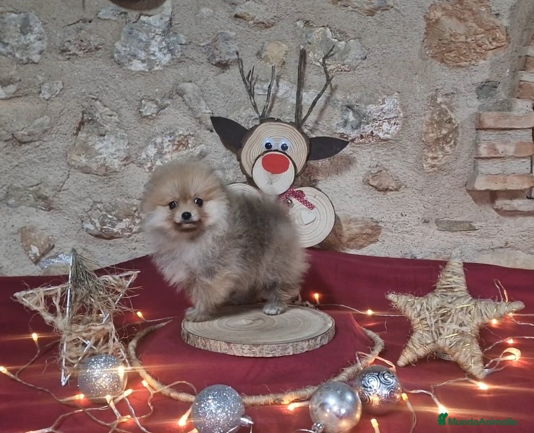 Pomerania perros en venta: Pomerania 50% linea Rusa - Anuncio 3