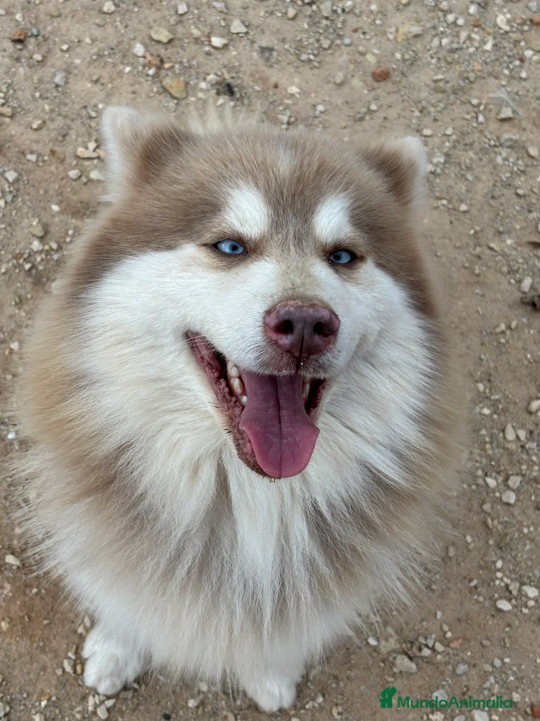 Pomsky perros en venta: Macho pomsky - Anuncio 5