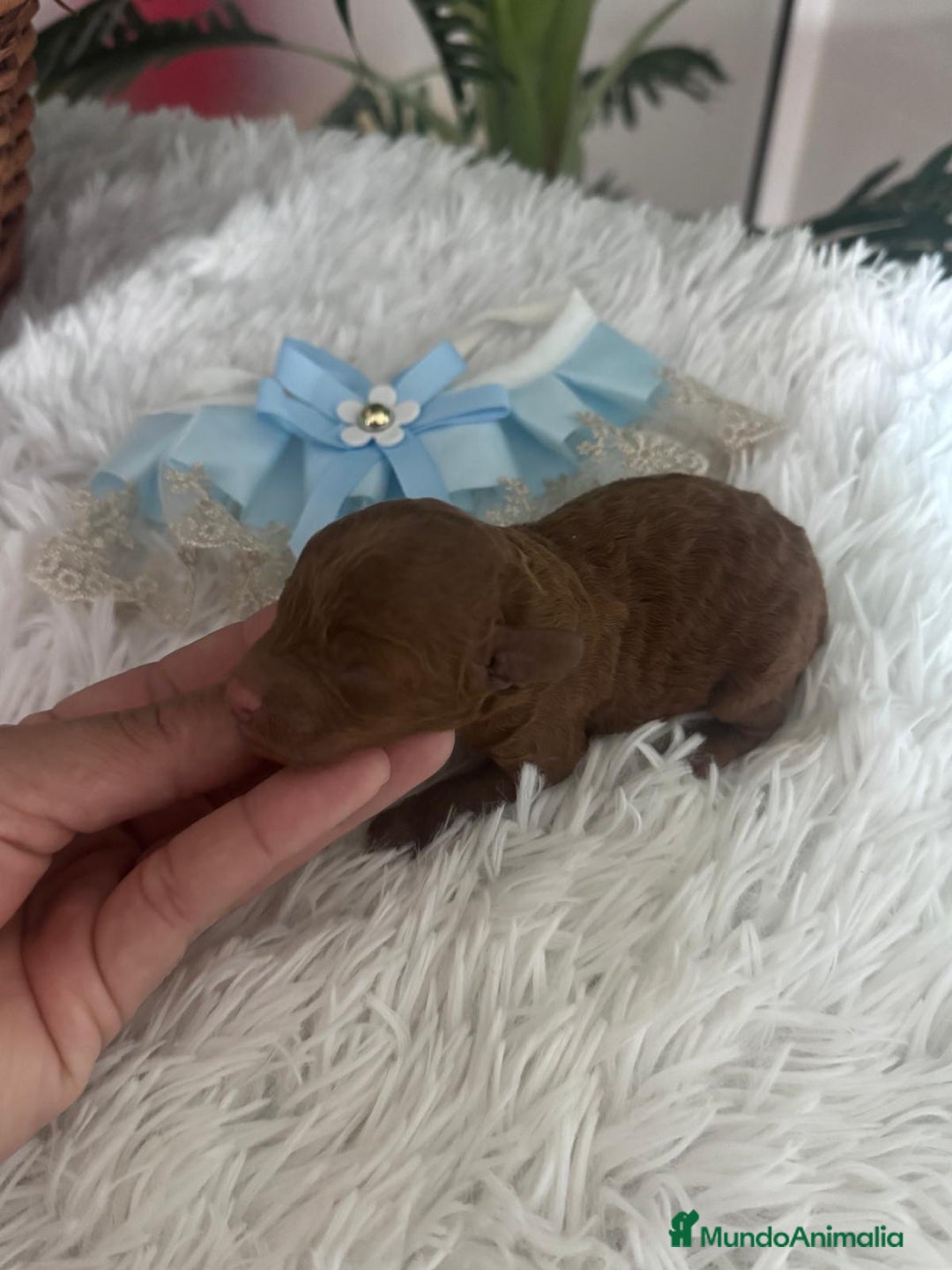 Caniche Toy perros en venta: Caniche rojo - Anuncio 2