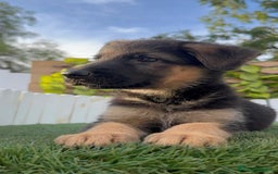 Pastor Alemán perros en venta: PASTOR ALEMAN HEMBRA - Imagen 6