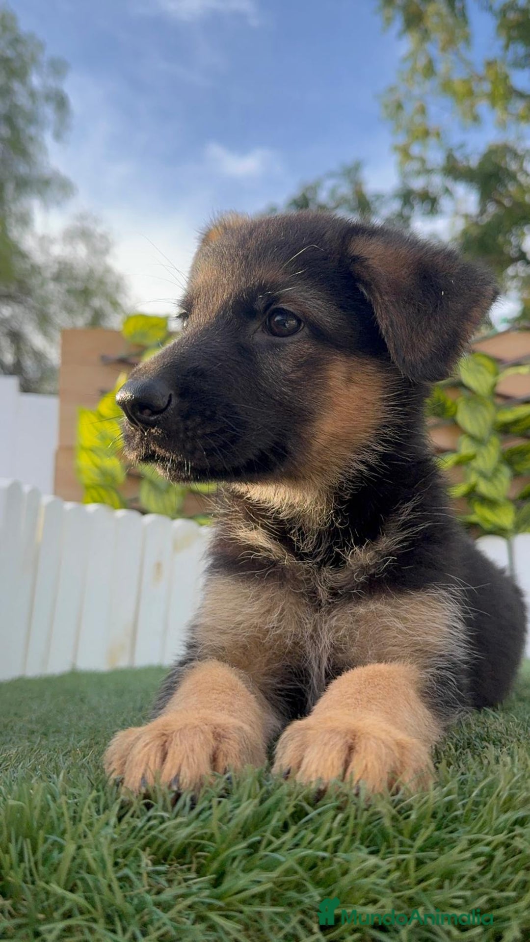 Pastor Alemán perros en venta: PASTOR ALEMAN HEMBRA - Imagen 6