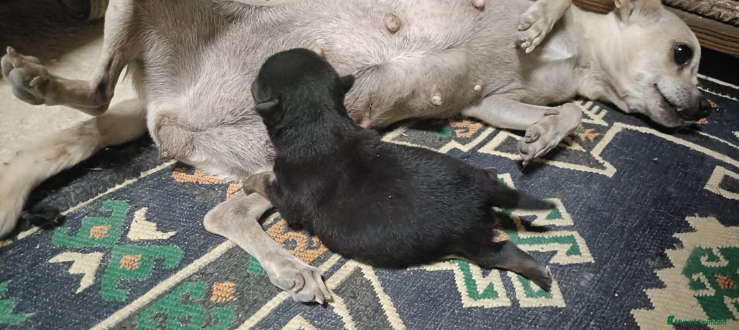Chihuahua perros en venta: Chihuahua - Imagen 1