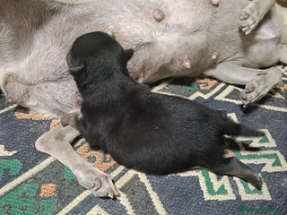 Chihuahua perros - Anuncio 1