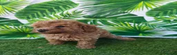 Caniche Toy perros en venta: Espectacular caniche toy en Barcelona - Anuncio 2