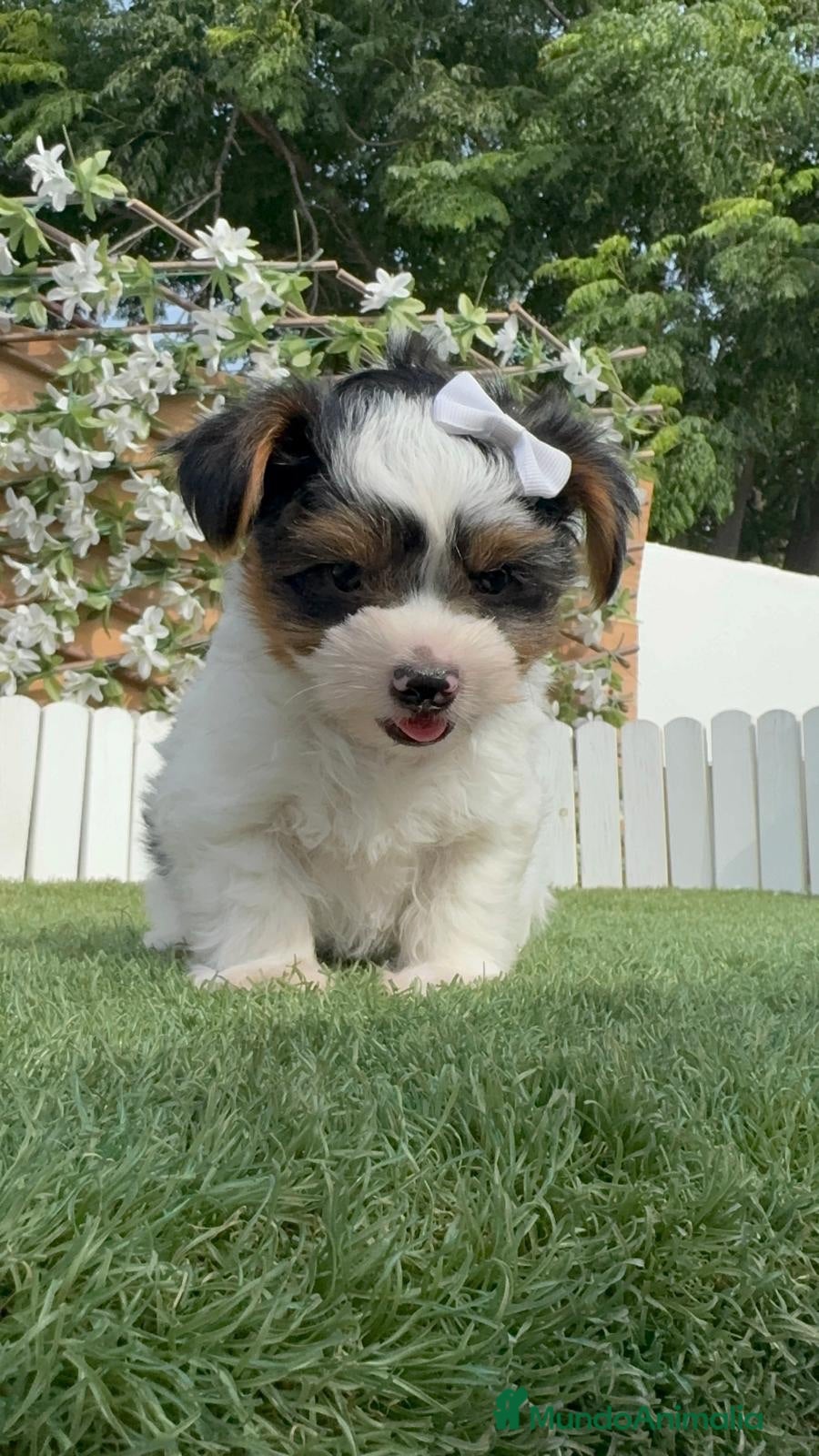 Yorkshire Terrier perros YORKSHIRE BIEWER - Anuncio 3