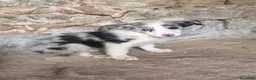Border Collie perros en venta: Cachorros border collie varios colores! - Anuncio 3