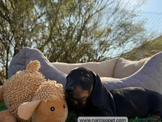 Teckel Miniatura perros TECKEL NEGRO FUEGO ESPECTACULARES - Anuncio 32