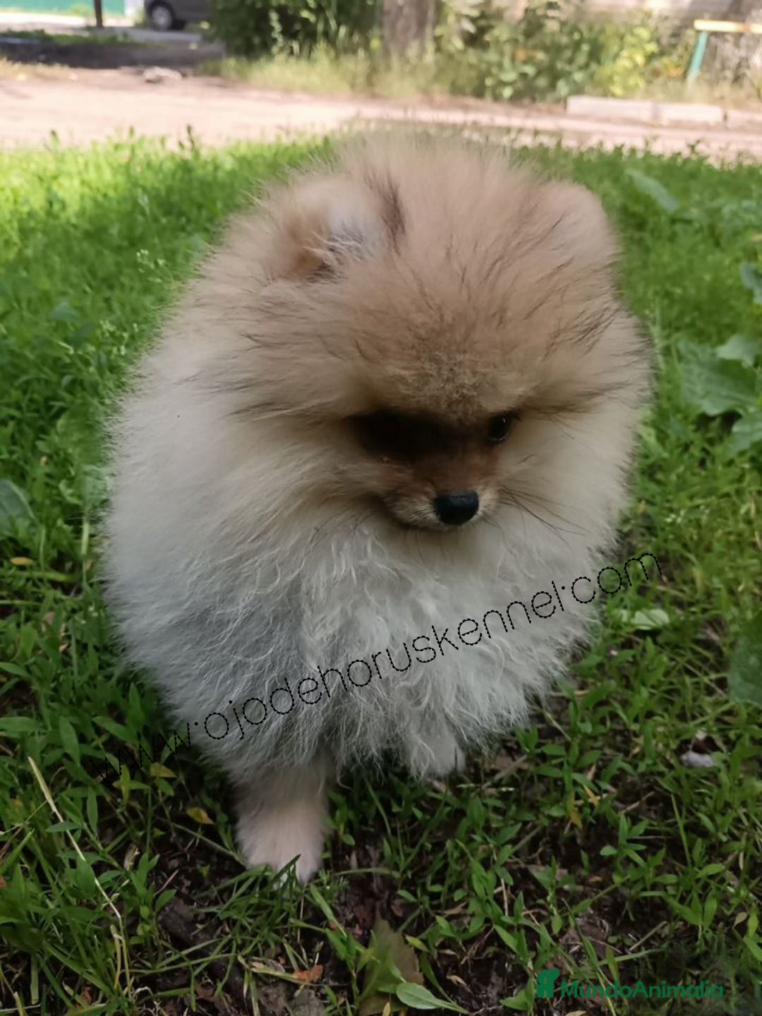 Pomerania perros en venta: Preciosos pomeranias americanos boo  - Imagen 4