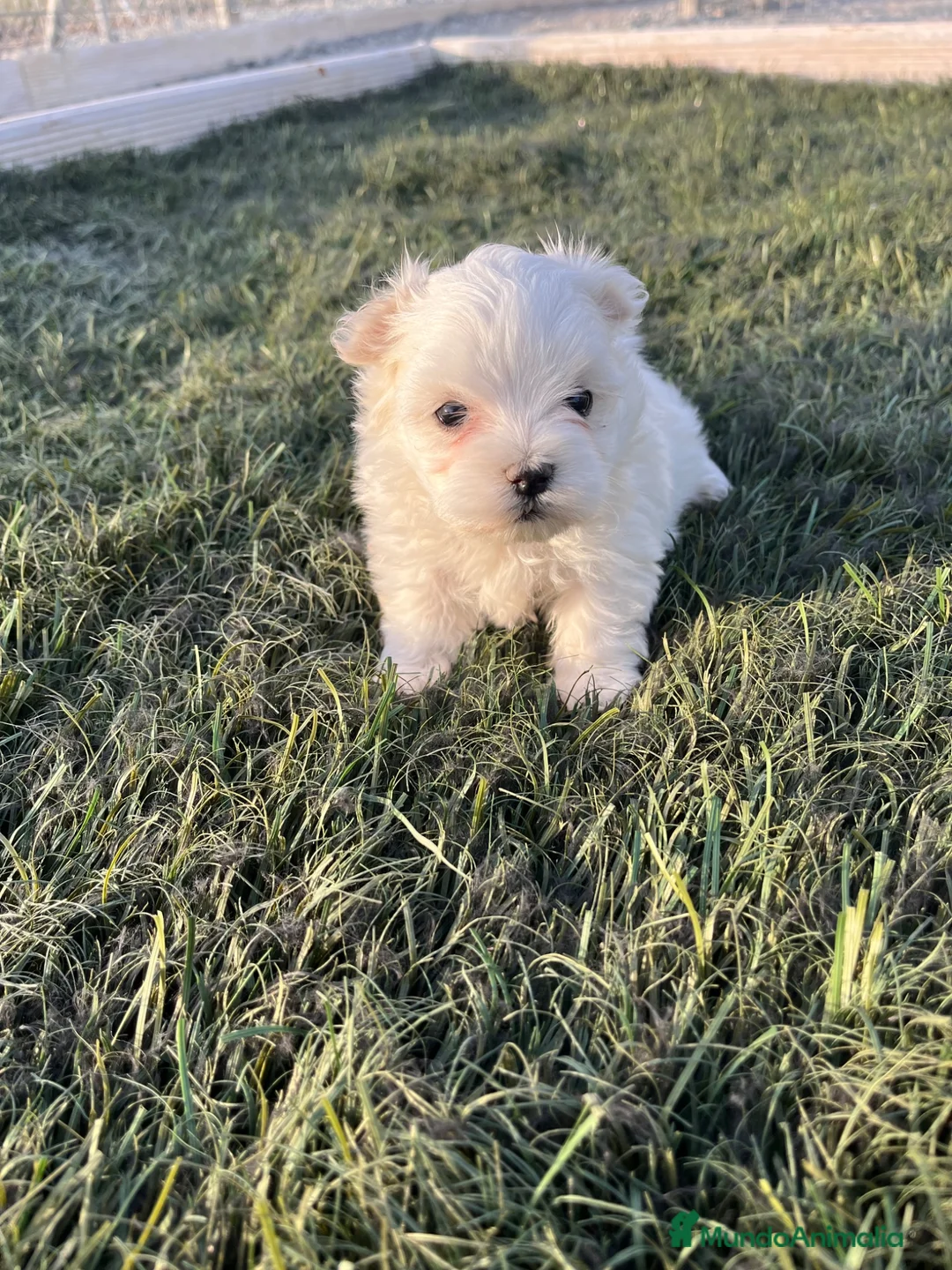 Bichón Maltés perros en venta: Bichon maltes - Anuncio 2