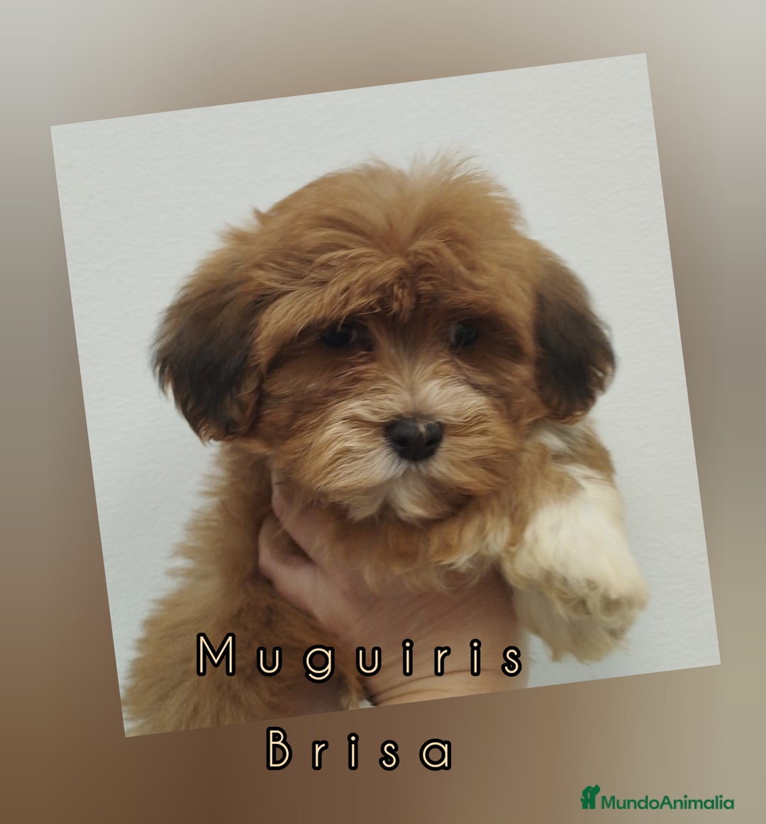 Bichón Habanero perros en venta: Muguiris Brisa - Anuncio 1